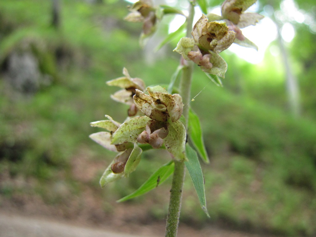 Epipactis 2: viridiflora?